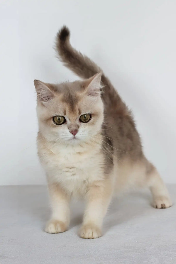 Vanilla | british shorthair kitten