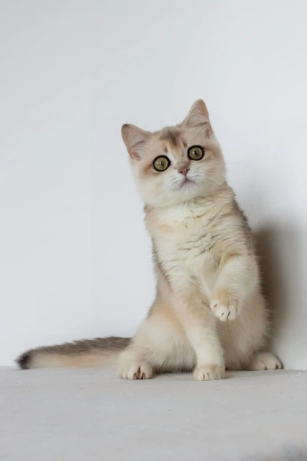 Vanilla | british shorthair kitten