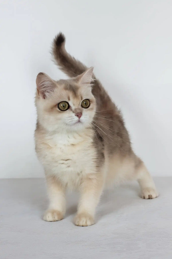 Vanilla | british shorthair kitten