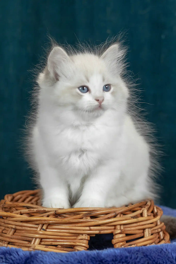 Vanilla | ragdoll kitten