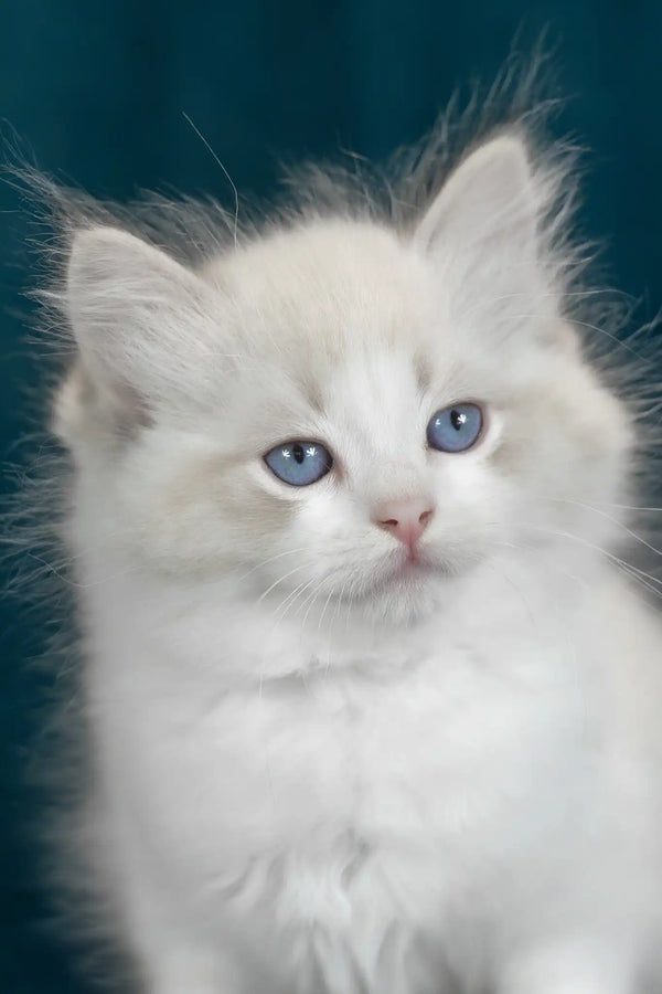 Vanilla | ragdoll kitten