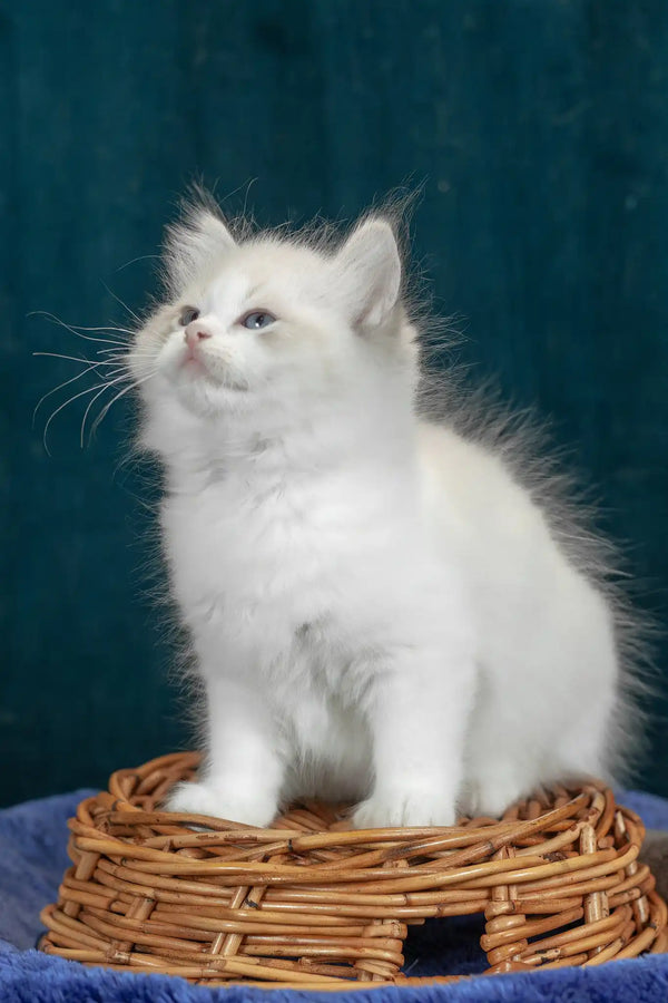 Vanilla | ragdoll kitten