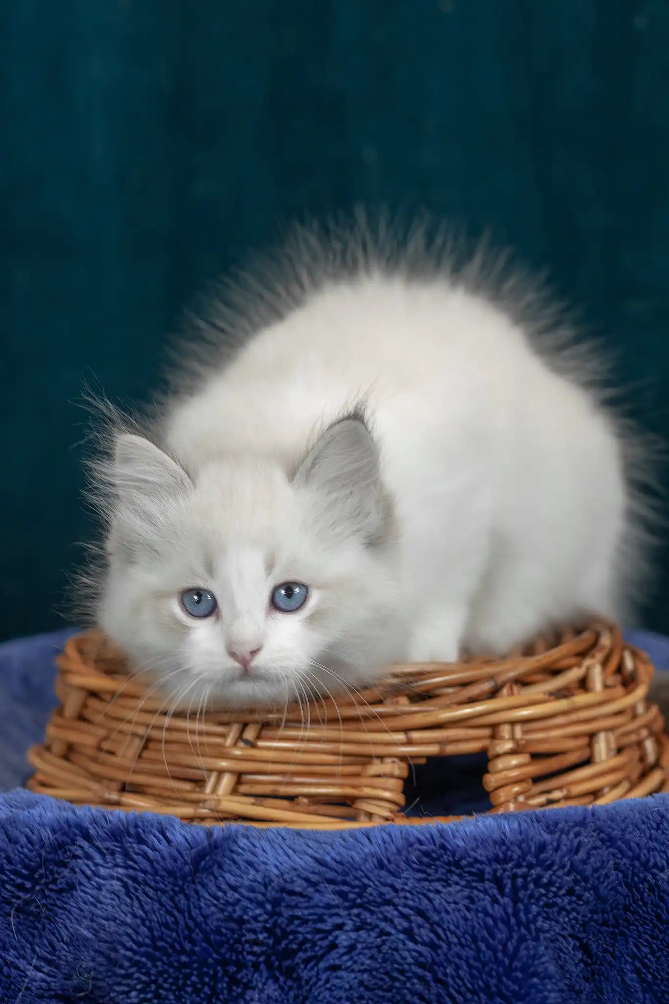 Vanilla Ragdoll Kitten Blue Eyes Dream Companion