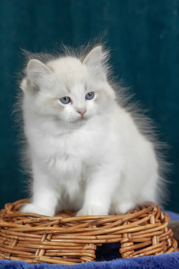 Vanilla | ragdoll kitten
