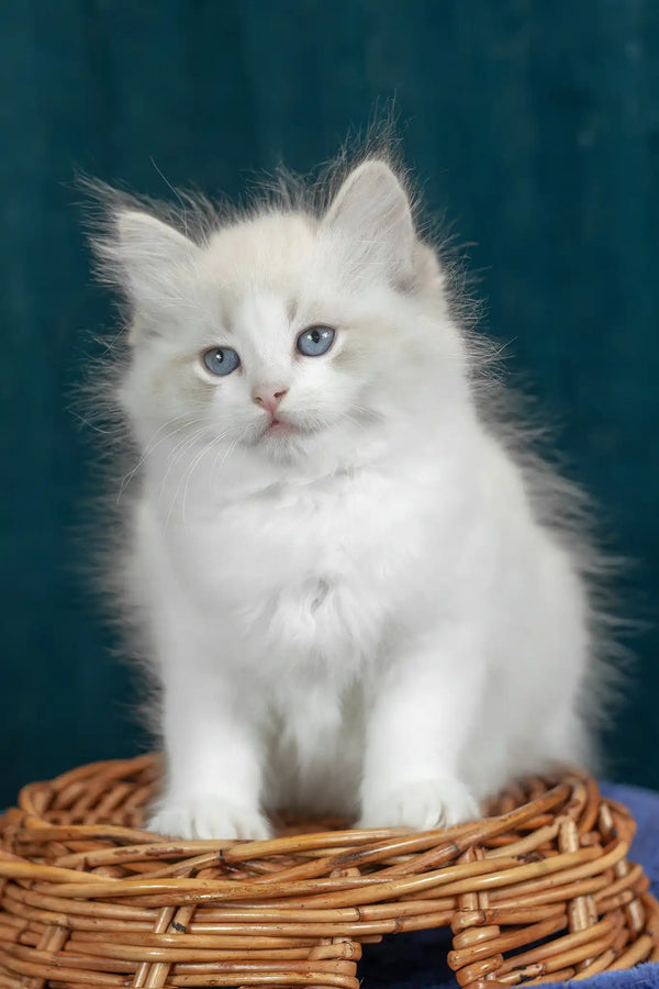 Vanilla | ragdoll kitten