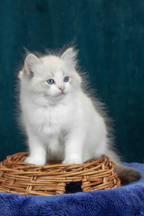 Vanilla | ragdoll kitten