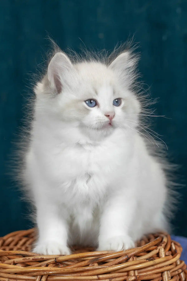 Vanilla | ragdoll kitten