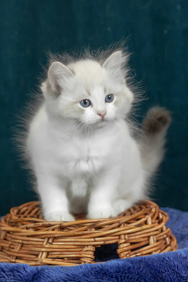 Vanilla | ragdoll kitten