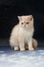 Cream-colored short-haired kitten from Varlam Exotic Shorthair collection