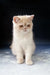 Cute cream-colored short-haired kitten from Varlam Exotic Shorthair collection