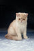 Cute cream-colored short-haired kitten from Varlam Exotic Shorthair Kitten collection