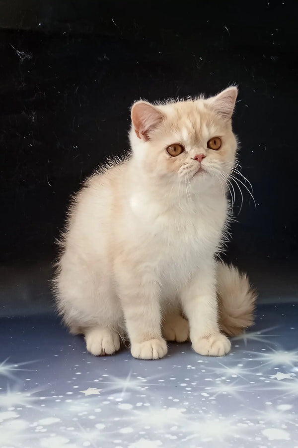 Cream-colored Exotic Shorthair kitten Varlam with short hair and amber eyes