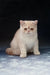 Cream-colored Exotic Shorthair kitten with a cute round face named Varlam