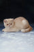 Cute cream-colored Exotic Shorthair Kitten named Varlam with short hair