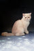 Cute cream-colored Exotic Shorthair kitten Varlam with orange eyes lounging around