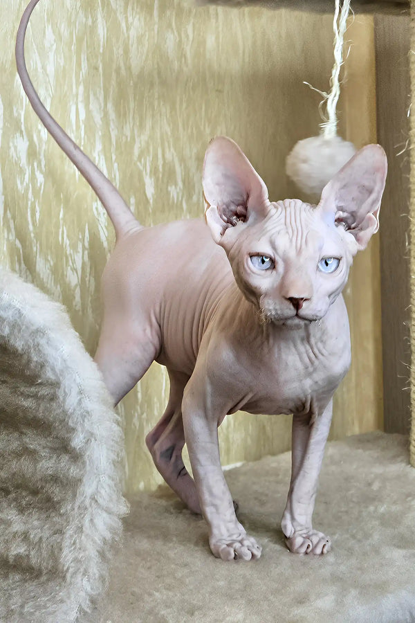 Varley | canadian sphynx kitten