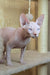 Varley | canadian sphynx kitten