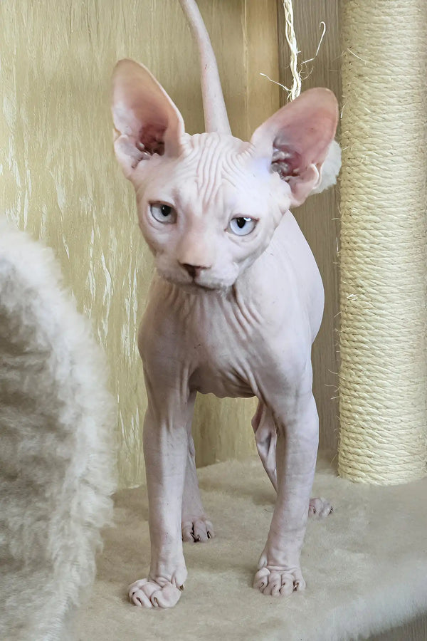 Varley | canadian sphynx kitten