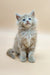 Fluffy gray Maine Coon kitten Varna sitting upright with stunning blue eyes