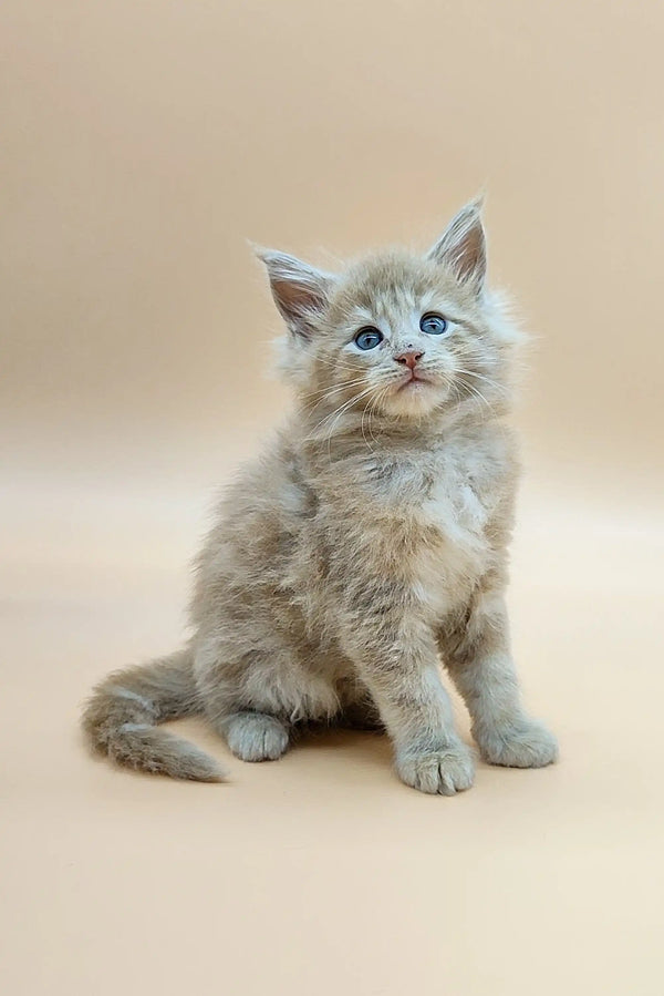 Fluffy gray Maine Coon kitten with stunning blue eyes sitting upright, ready to play