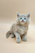 Fluffy gray Maine Coon kitten Varna with bright blue eyes sitting upright