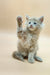 Adorable gray Maine Coon kitten with blue eyes raising its paw in playful pose