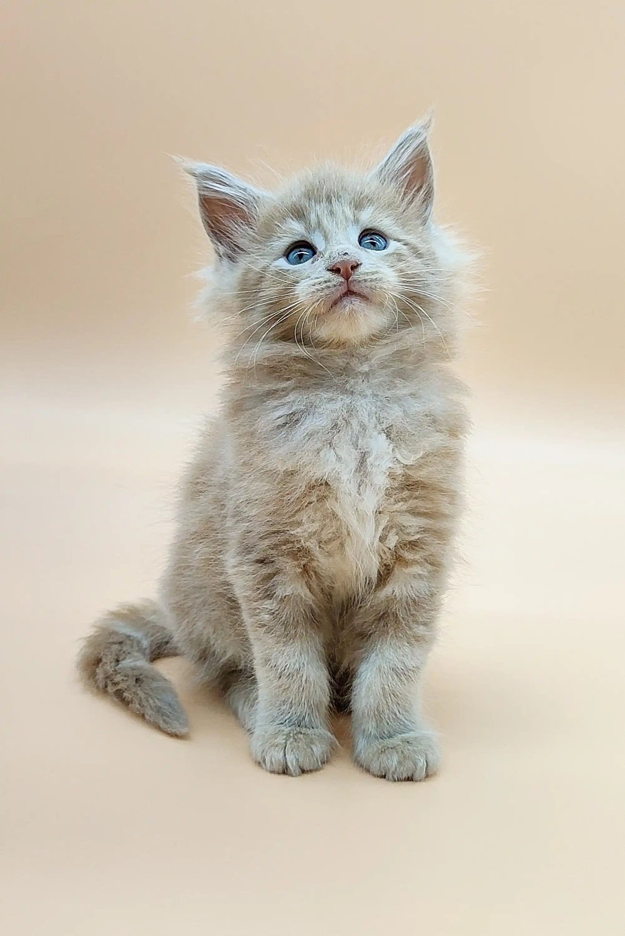 Maine Coon Kittens for Sale Varna | Kitten