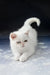 Fluffy white Exotic Shorthair kitten Varvara with stunning heterochromia eyes