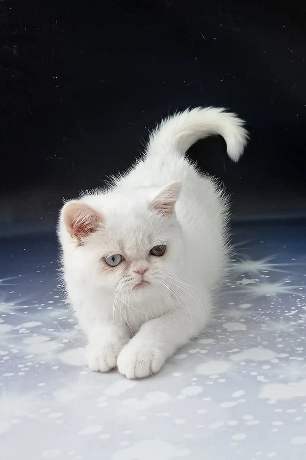 Fluffy white Exotic Shorthair kitten Varvara with stunning heterochromia eyes