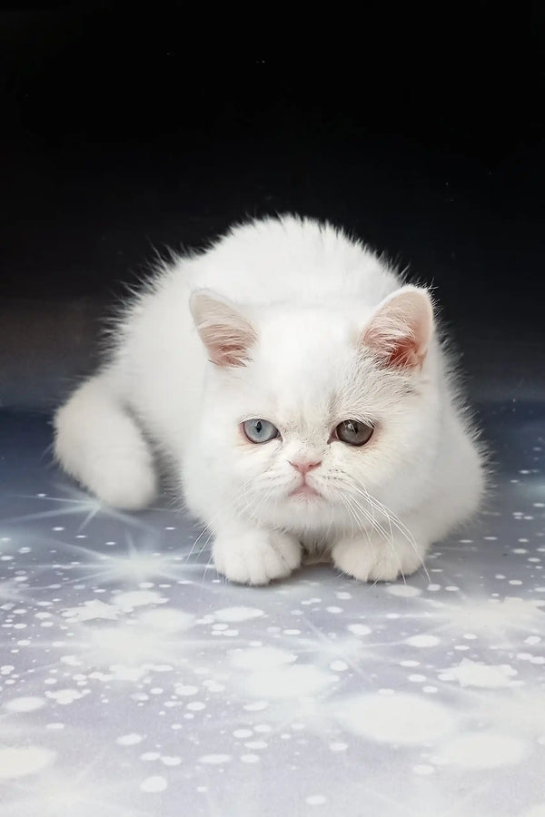 Cute white fluffy heterochromatic cat from Varvara Exotic Shorthair Kitten product