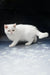 White fluffy odd-eyed kitten named Varvara from the Exotic Shorthair breed