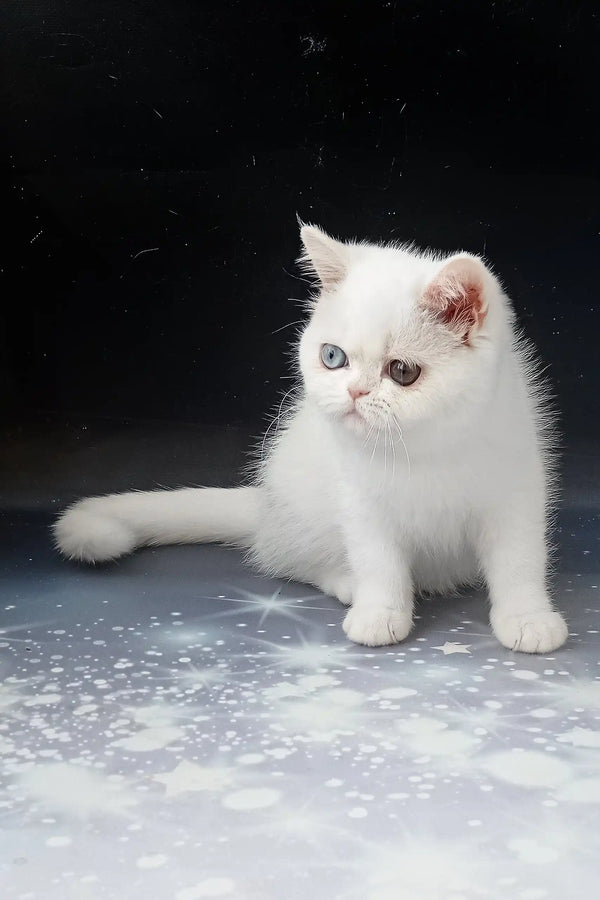 White Exotic Shorthair kitten Varvara with striking heterochromia eyes
