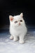 Cute white kitten with heterochromia from Varvara | Exotic Shorthair Kitten