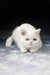 Cute white kitten with heterochromia in Varvara | Exotic Shorthair Kitten product