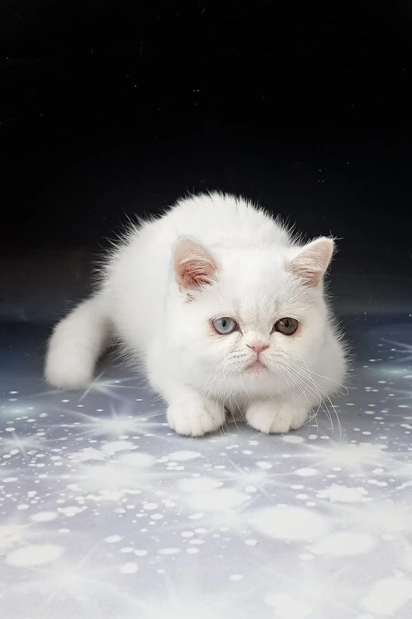 Cute white kitten with heterochromia in Varvara | Exotic Shorthair Kitten product
