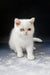 Adorable White kitten with heterochromia featured in Varvara | Exotic Shorthair Kitten