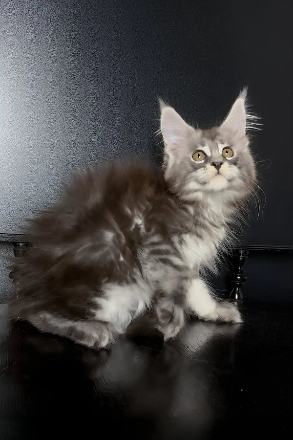Varvara | maine coon kitten