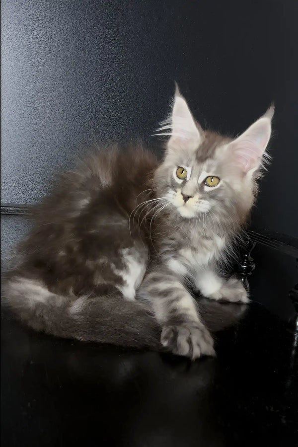 Varvara | maine coon kitten