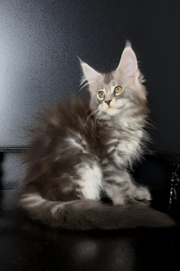 Varvara | maine coon kitten
