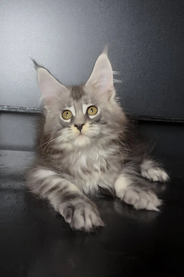 Varvara | maine coon kitten