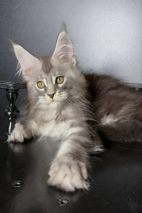 Varvara | maine coon kitten