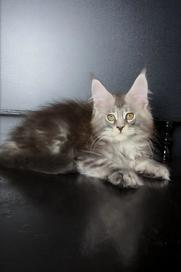 Varvara | maine coon kitten