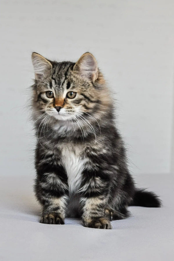 Fluffy tabby Siberian kitten with long fur and white chest sitting upright