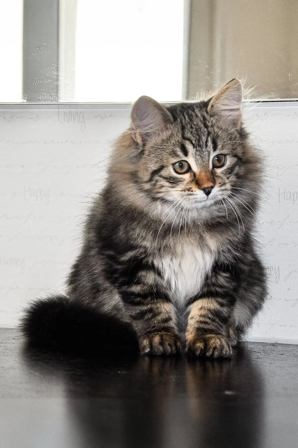 Fluffy tabby Siberian kitten with long fur and white chest sitting upright
