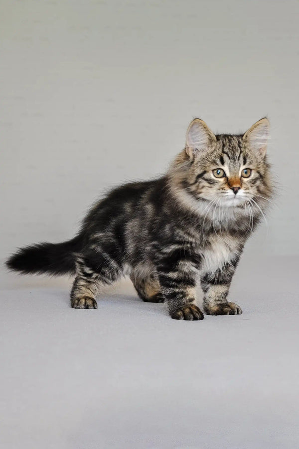 Long-haired tabby cat with fluffy fur in Varyag Siberian Kitten product image
