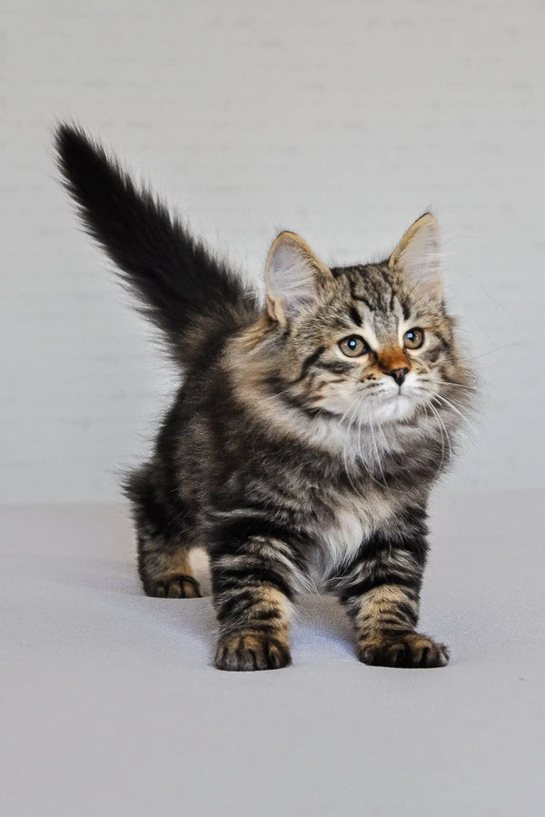 Long-haired tabby cat with fluffy tail, perfect for Varyag Siberian Kitten product