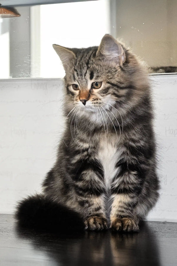 Long-haired tabby cat sitting upright, showcasing its fluffy coat, Varyag Siberian Kitten