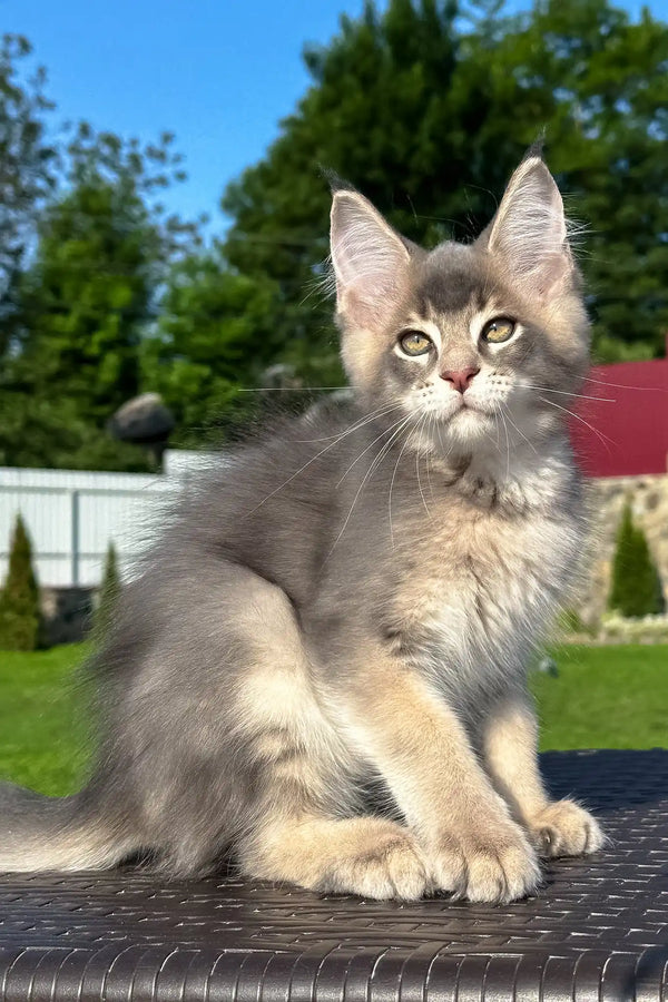 Vasarmat | golden maine coon kitten