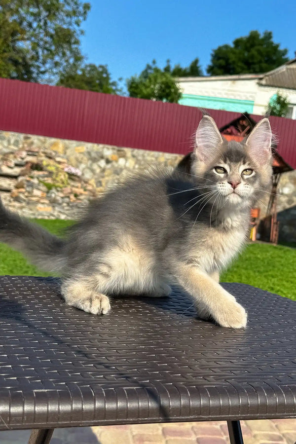 Vasarmat | golden maine coon kitten