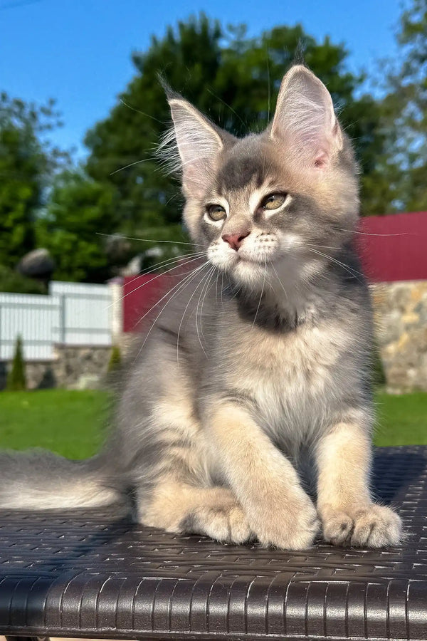 Vasarmat | golden maine coon kitten